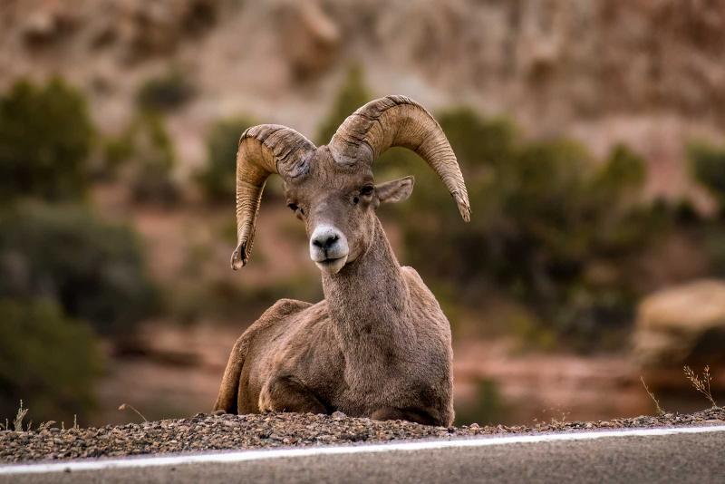 Big horn sheep on Colorado National Monument