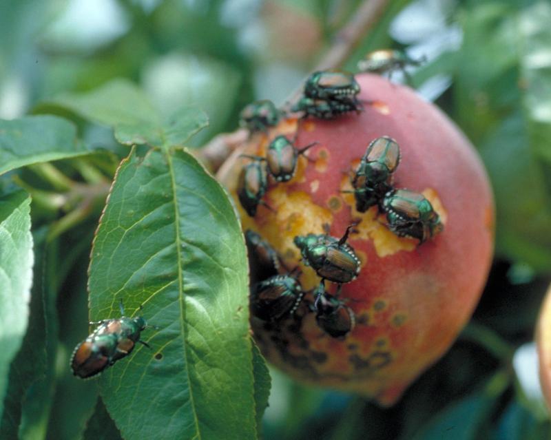Ric Bessin, University of Kentucky https://fruitscout.mgcafe.uky.edu/japanese-beetle-peach