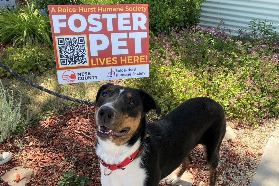 Multi colored dog with Mesa County Foster Pet Challenge sign