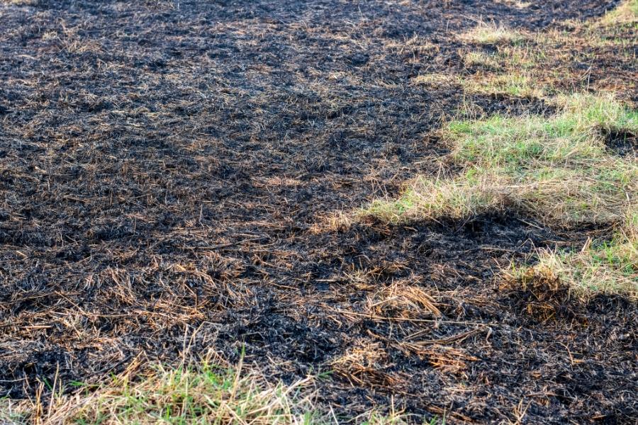 Burnt grazing land. 