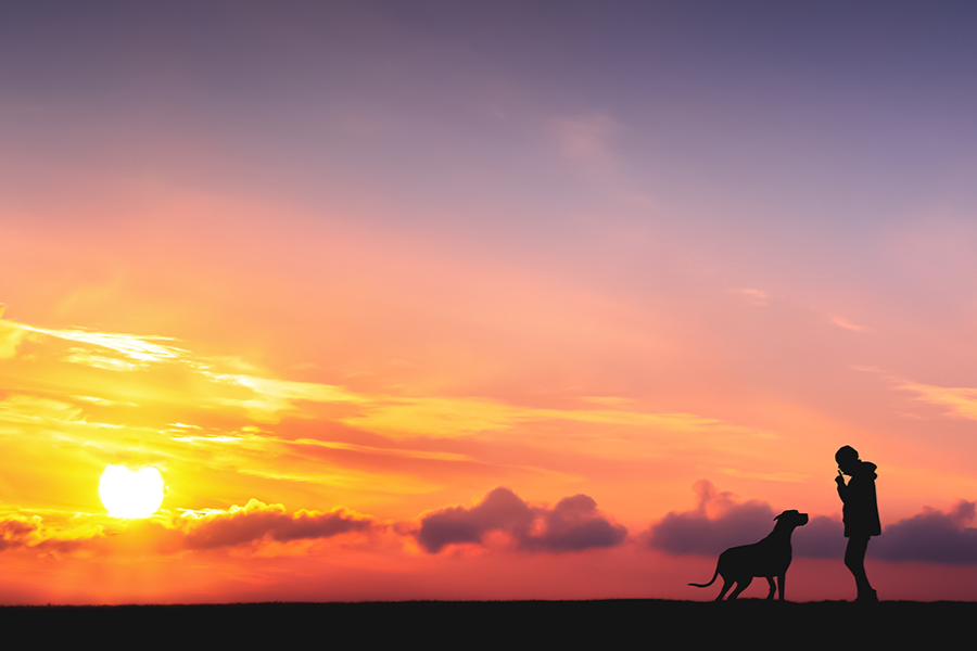 Helping dogs find homes while students build skills