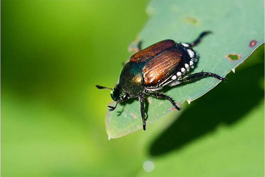 Close-up of an adult Japanese beetle with metallic green and copper coloring resting on a green leaf with visible feeding damage.